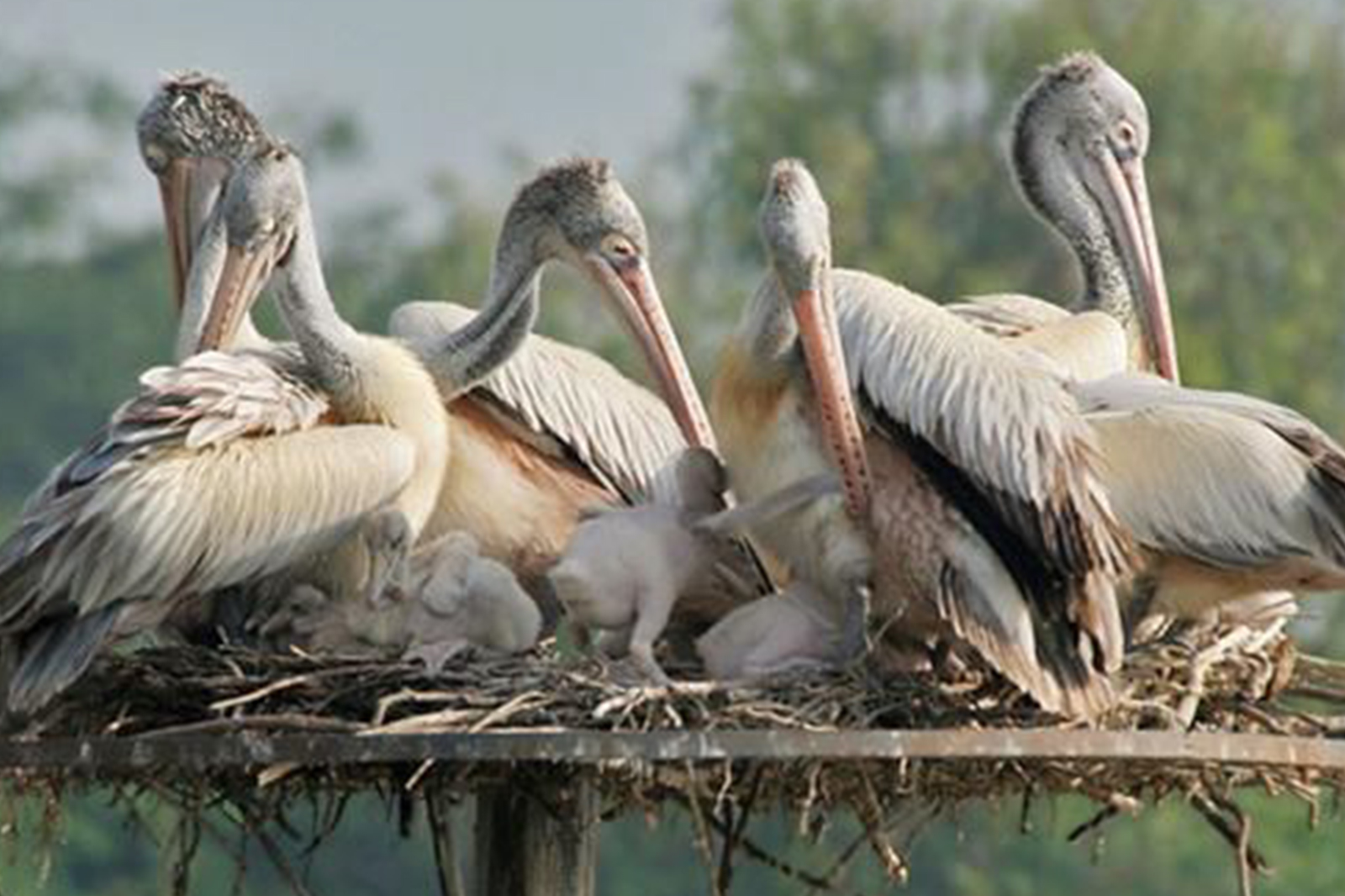 Rollapadu Wildlife Sanctuary